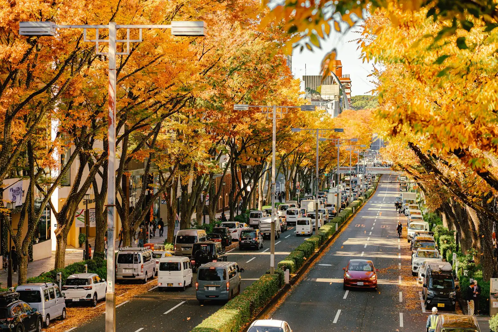 Autumn trees line a busy city street with cars