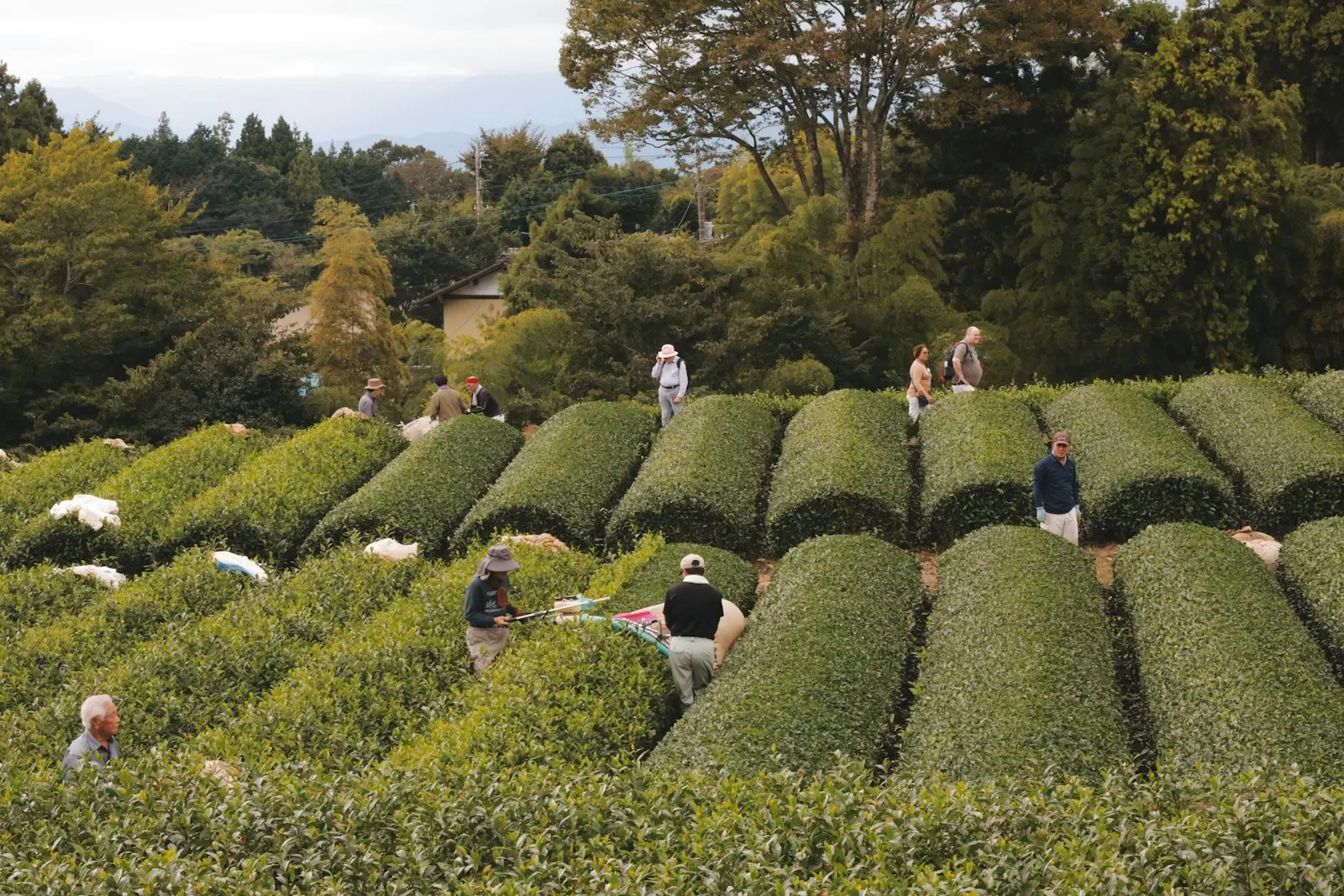 Tea growers harvesting leaves in the terraced tea fields of Wazuka