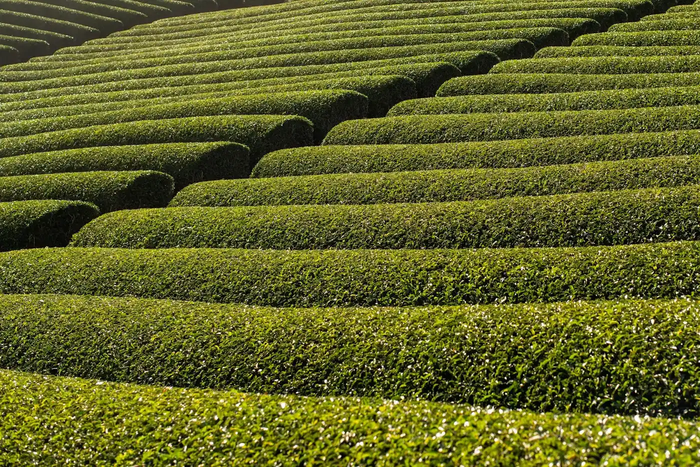 A row of hedges in the middle of a field
