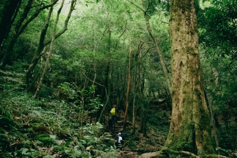 Hikers ascend a lush, dense forest trail