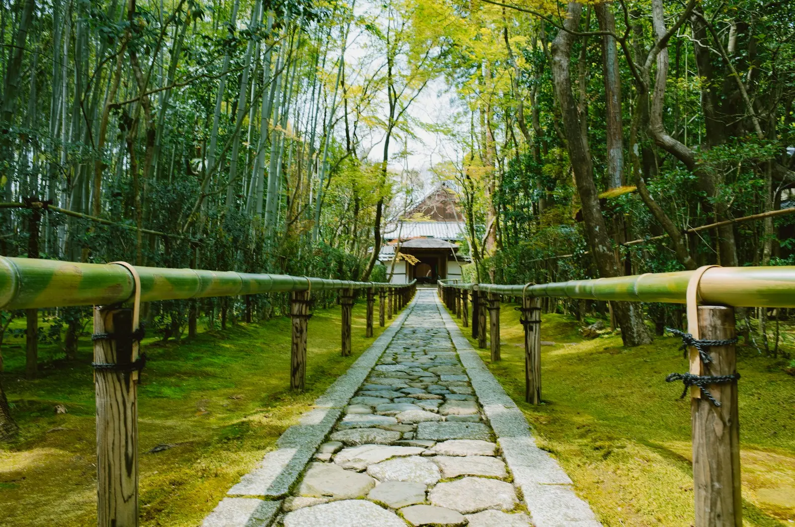Stone path through a lush bamboo and tree-lined garden